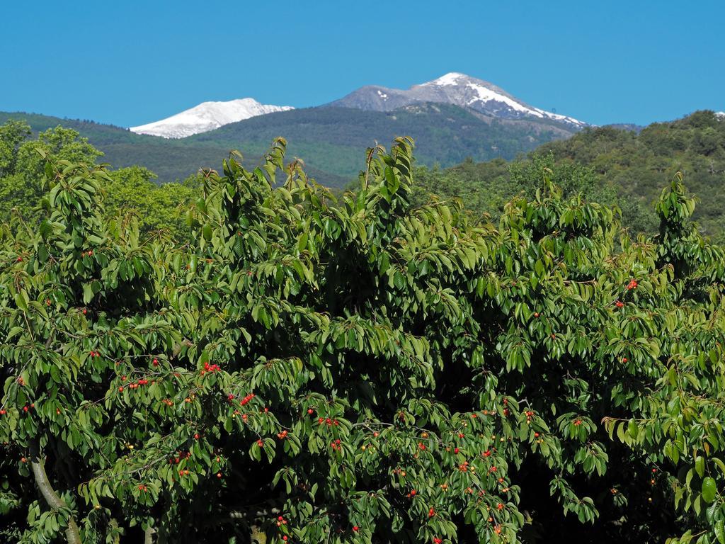 Hotel Le Mas Trilles Céret Zewnętrze zdjęcie
